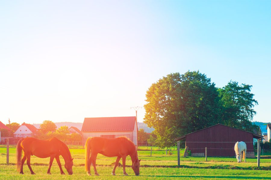 Kentucky Insurance - View of a Modern Horse Farm with a Sun Beam Shining Through